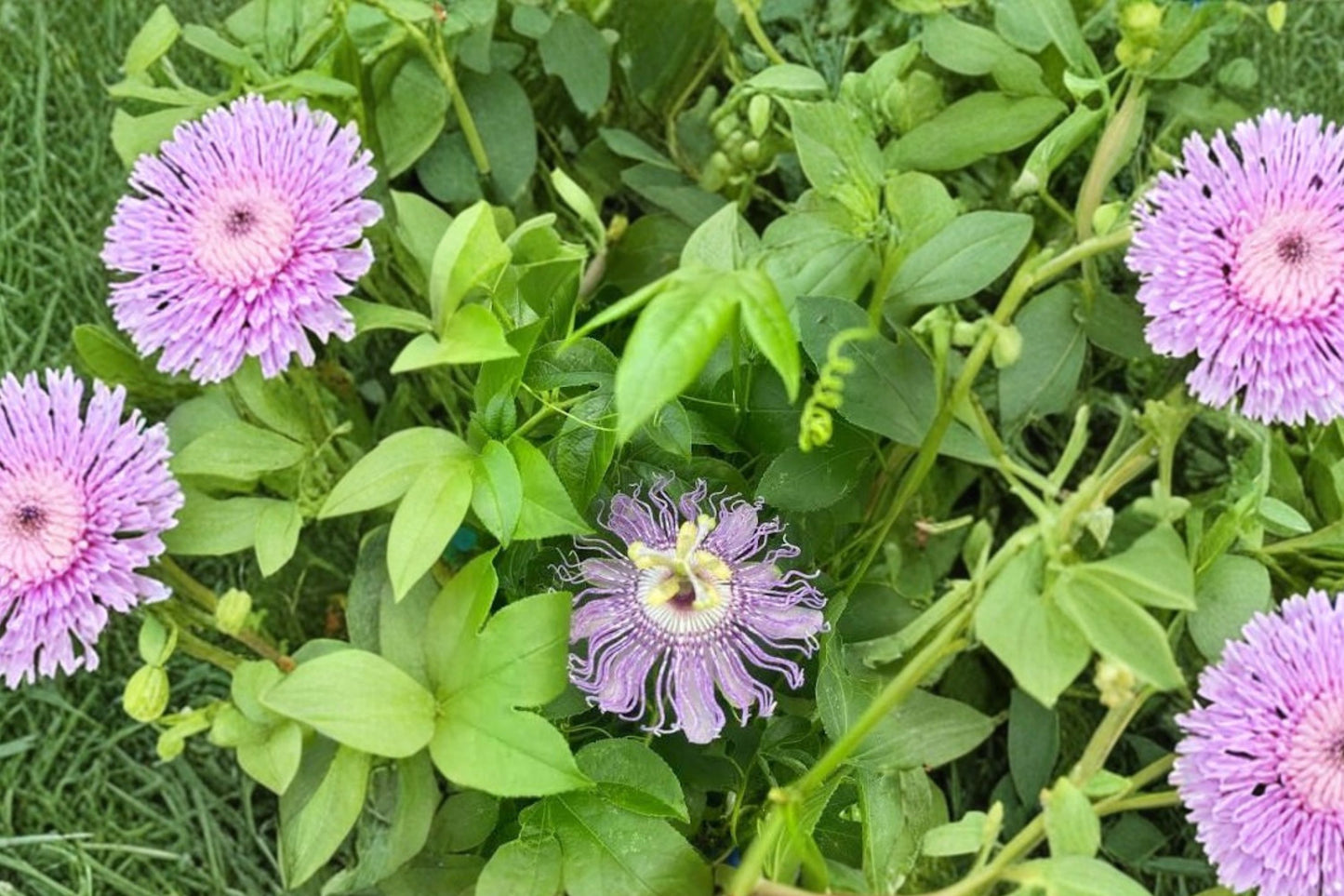10 Native Passionflower Seeds, Passiflora incarnata, Maypop Seeds, Hardy Passion Vine, Pollinator Friendly Flower