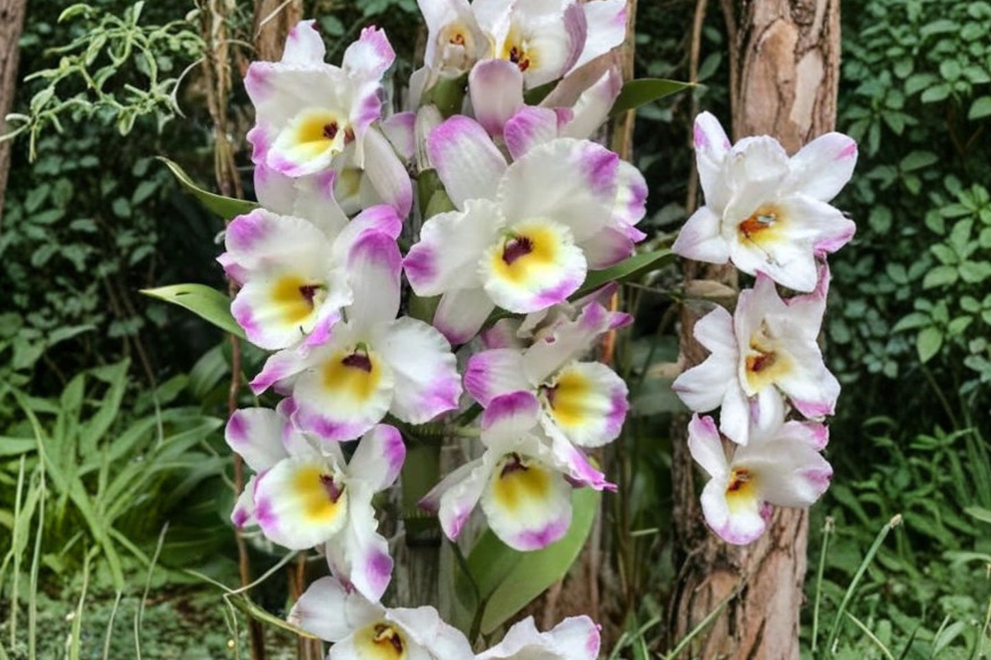 Dendrobium 'Line Dance Minuet' Live Orchid, Dendrobium 'Line Dance Minuet', 2 Inch Pot, Nobile Orchid Plant