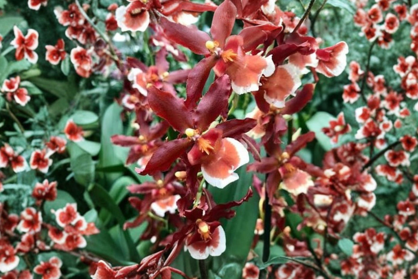 Oncidium Hilo Firecracker 'New Year' Live Orchid, Oncidium 'Hilo Firecracker New Year', Mature Orchid Plant