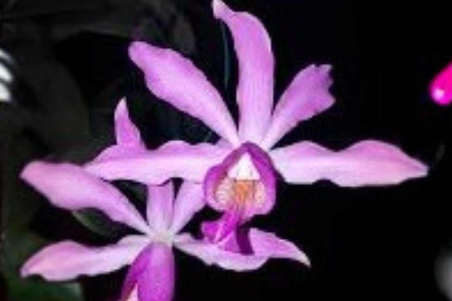 Schomburgkia 'Mary Motes' Live Orchid, Schomburgkia 'Mary Motes' (albopurpurea Ć brysiana), Rare Mature Plant