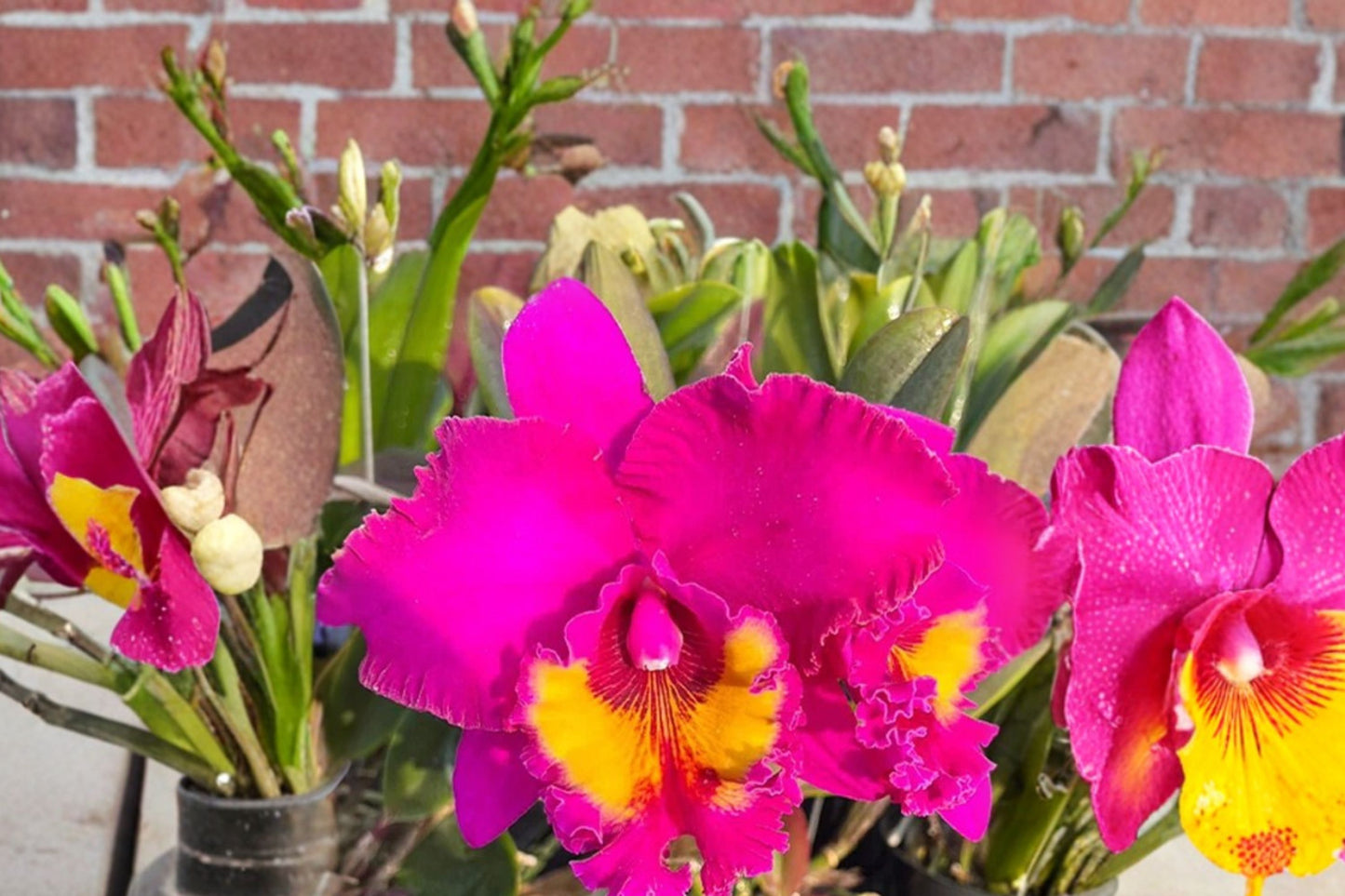 Rhyncholaeliocattleya 'Village Chief Tearoom' Live Orchid, Rhyncholaeliocattleya 'Village Chief Tearoom', Mature Plant