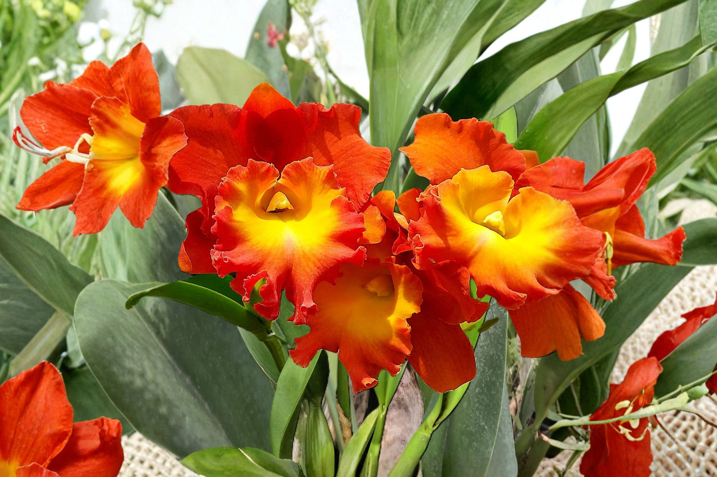 Rhyncholaeliocattleya 'Star of Siam Pumpkin' Live Orchid, Rhyncholaeliocattleya 'Star of Siam 'Pumpkin'', Live Plant