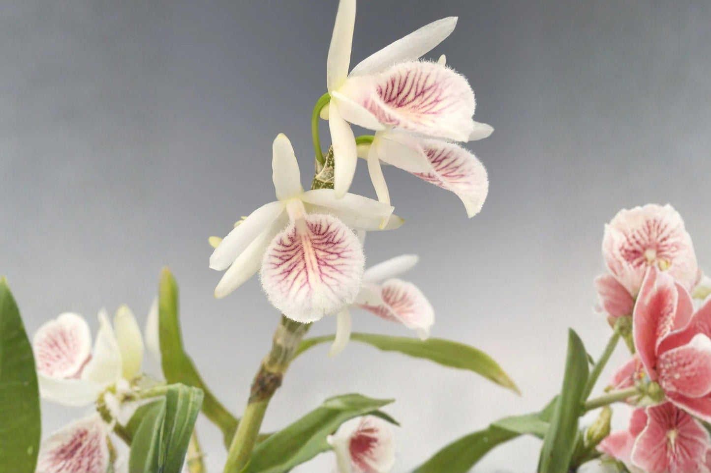 Dendrobium cretaceum Live Mature Orchid, Dendrobium cretaceum, Very Rare Species Orchid Plant