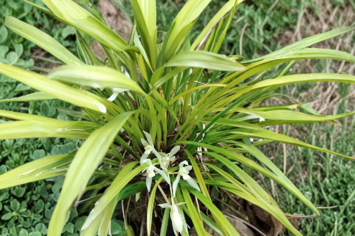 Cymbidium dayanum var. alba Live Orchid, Cymbidium dayanum var. alba, Rare Species Orchid Plant