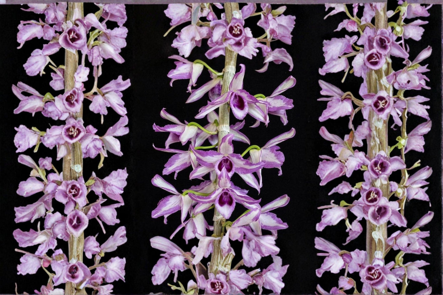 Dendrobium anosmum 'Alba' Live Mature Orchid, Dendrobium anosmum 'Alba', Rare Species Orchid Plant