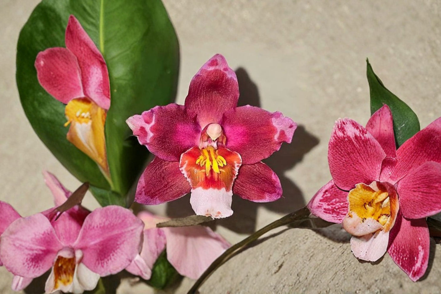Oncidium 'Martian Leather' Live Mature Orchid, Oncidium 'Martian Leather', Mature Live Plant