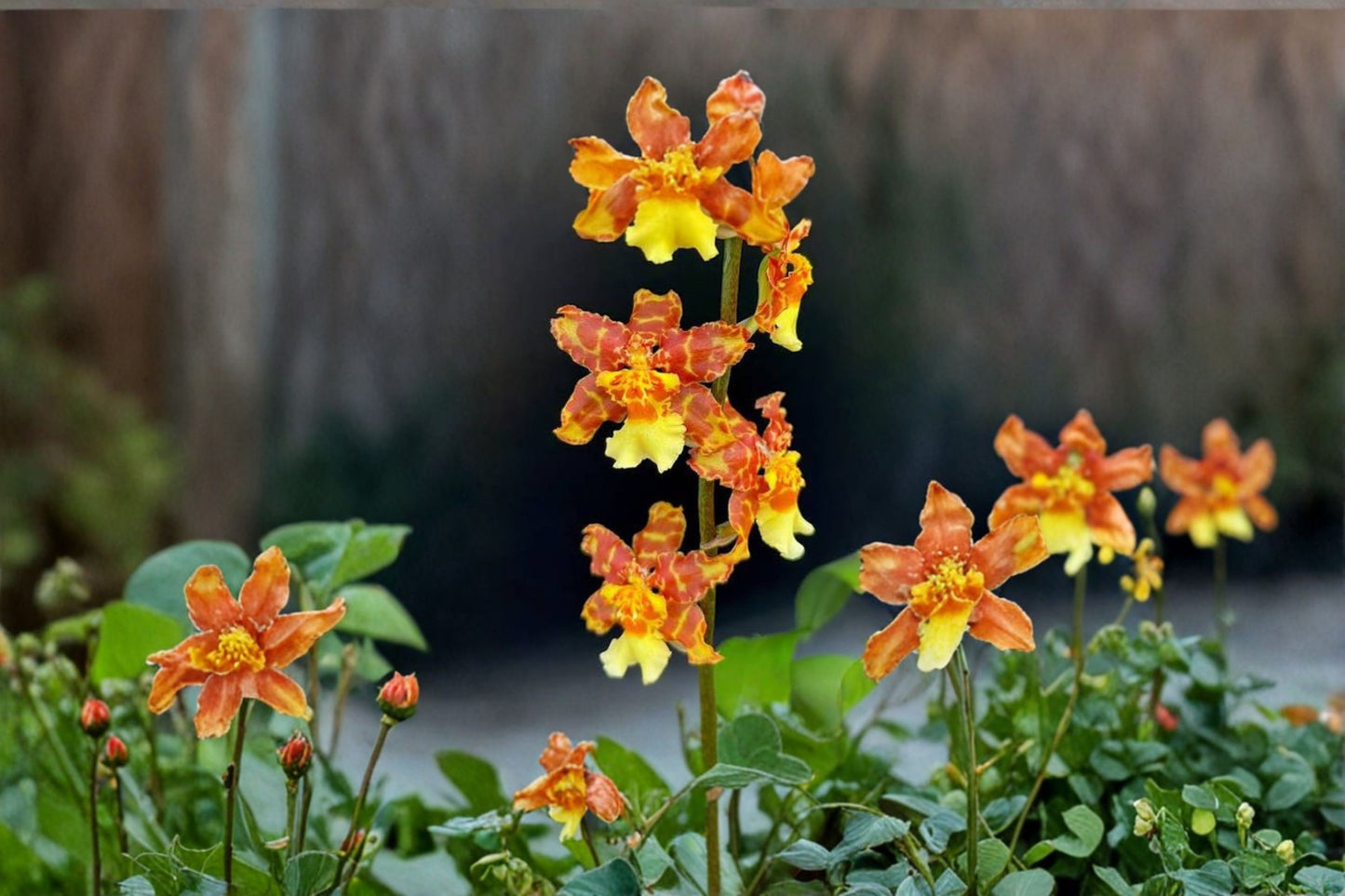 Wilsonara Pacific Passage 'Handsomer' Seedling Orchid, Wilsonara 'Pacific Passage 'Handsomer'', Live Plant