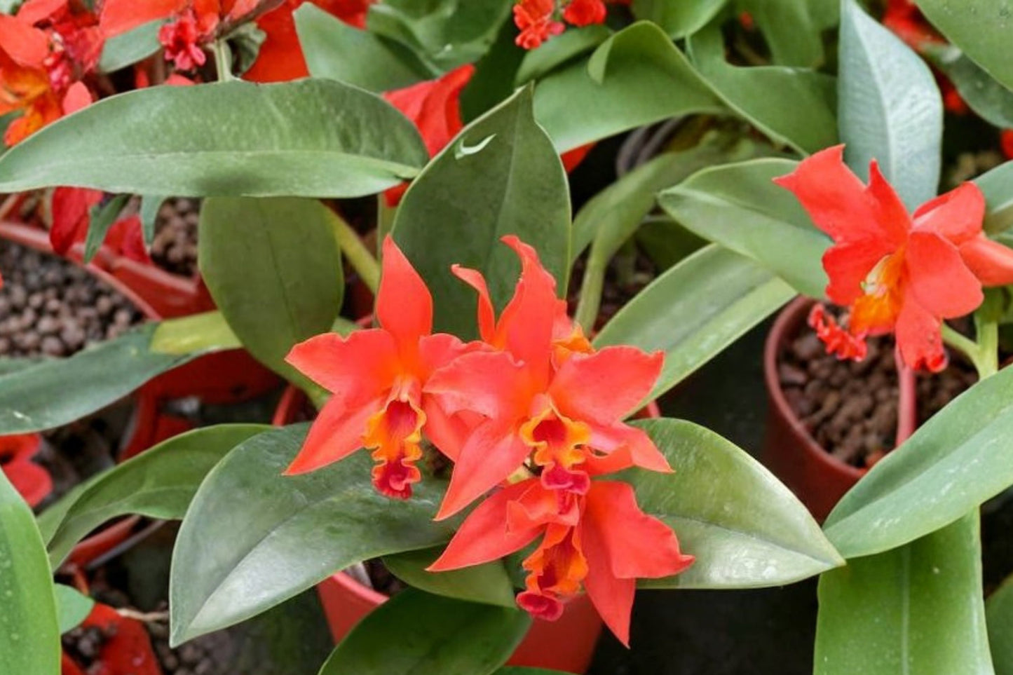 Lc. Firedance 'Patricia' Live Mature Orchid, Laeliocattleya Firedance 'Patricia', Cattleya Orchid Plant