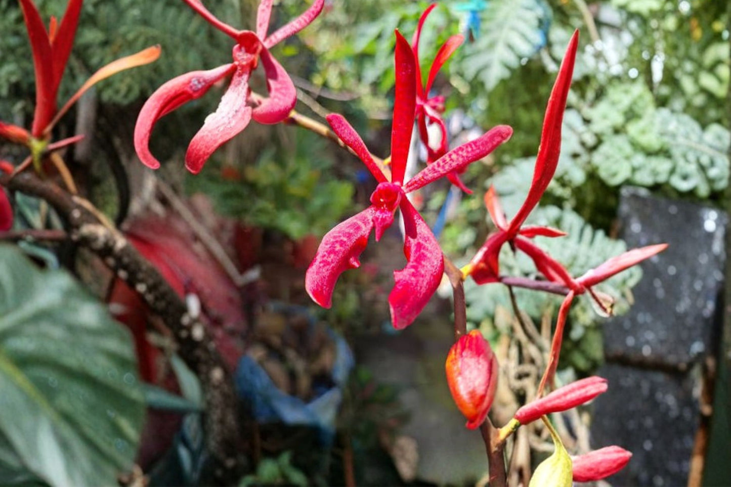 Renanthera Aranthera Paul David Live Mature Orchid, Aranthera 'Paul David', Very Rare Orchid Plant
