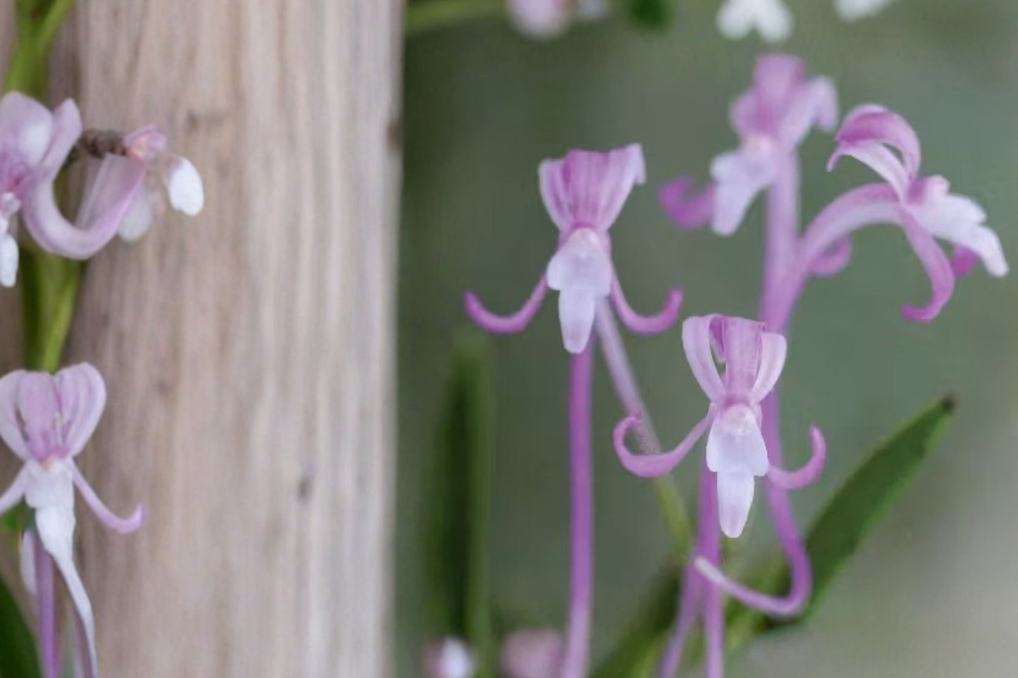 Miniature Vanda falcata Live Orchid, Vanda falcata, Rare Species Miniature Orchid Plant