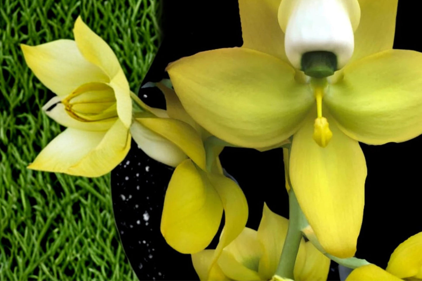 Catasetum Cyc. Solar Flare × Cycnodes warszewiczii Live Orchid, Catasetum Hybrid Real Orchid Plant