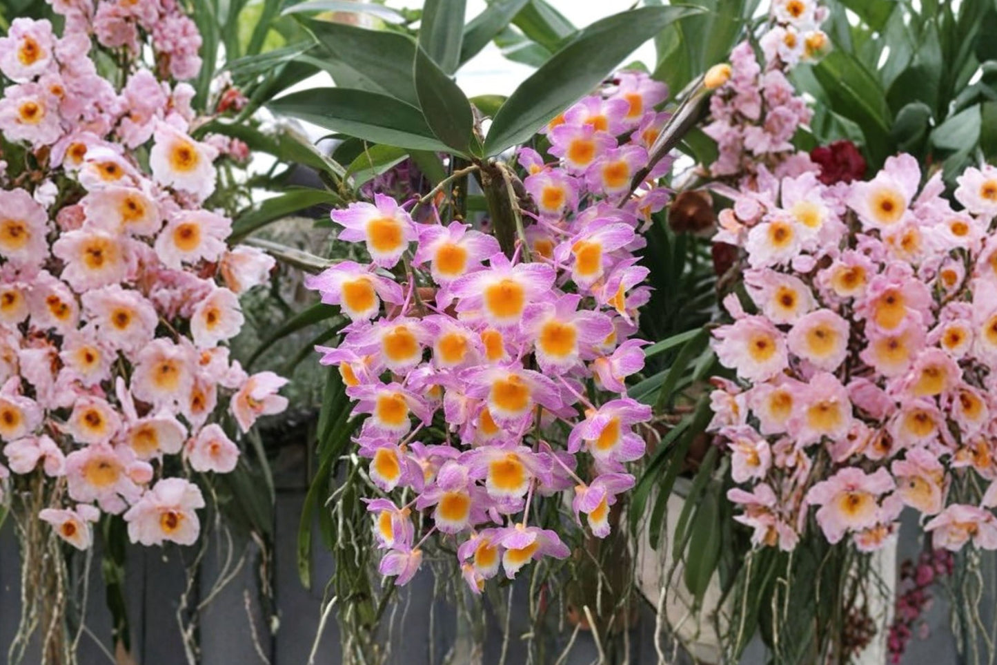 Dendrobium farmeri Pink Live Mature Orchid, Dendrobium farmeri, Rare Species Orchid Plant