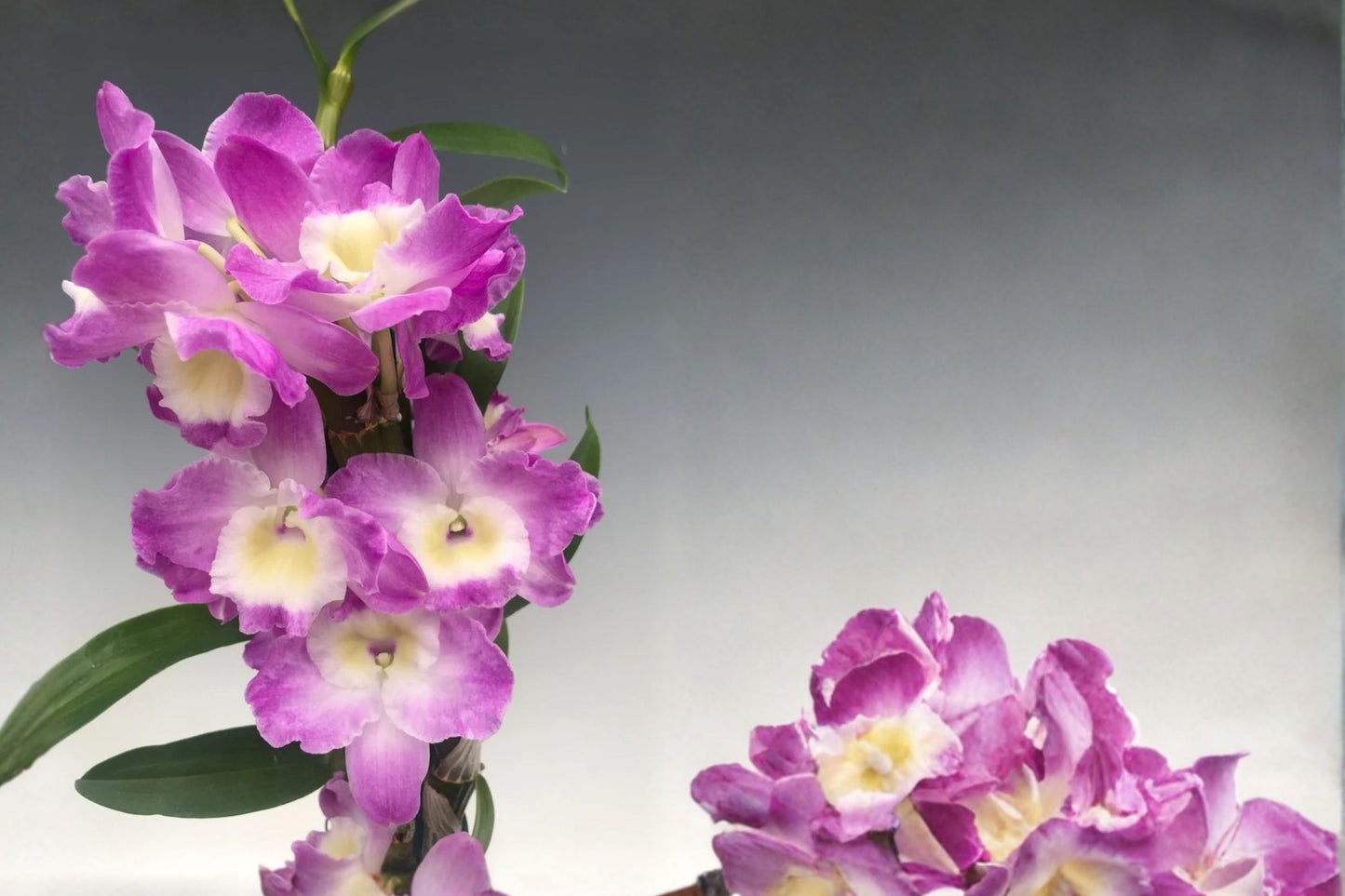Nobile Dendrobium 'Violet Fizz Luna' Seedling Live Orchid, Dendrobium 'Violet Fizz Luna', 2 Inch Pot