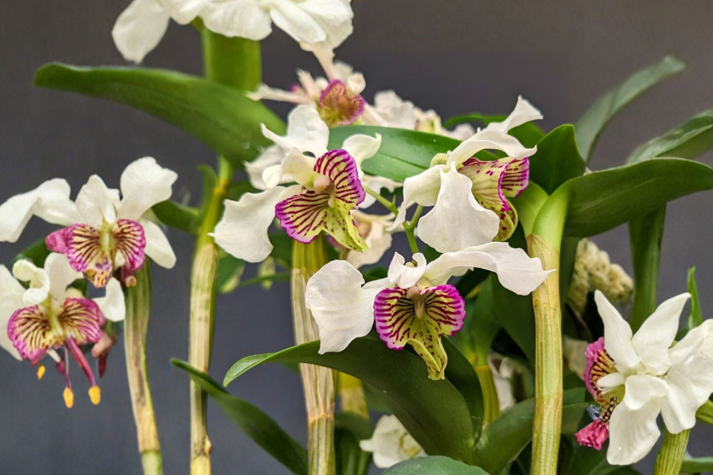 Dendrobium Quintal Royal Flush Live Mature Orchid, Dendrobium 'Quintal Royal Flush', Hybrid Orchid Plant