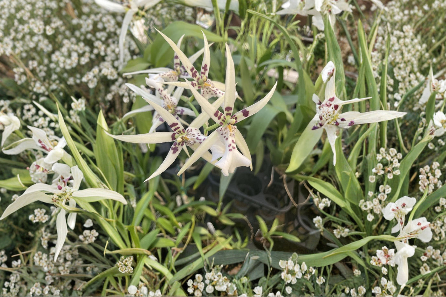 Mtssa. Phoenix Rising 'White Light' Near Mature Live Orchid, Mtssa. Phoenix Rising 'White Light', Oncidium Alliance Orchid