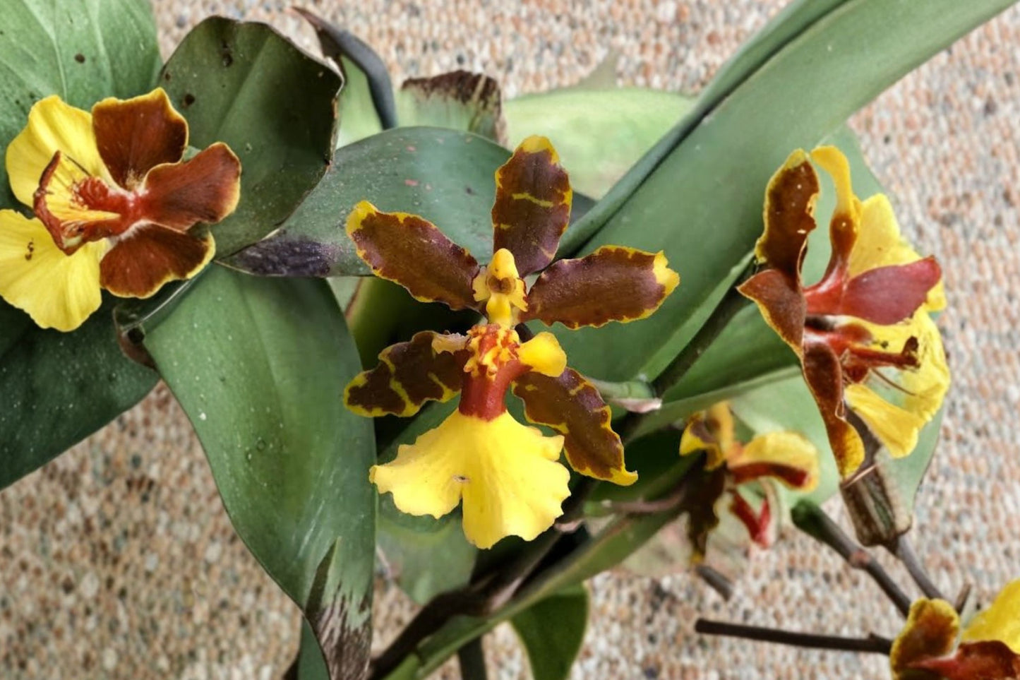 Variegated Wilsonara Tropic Breeze Live Orchid, Near Blooming Size, Wilsonara Tropic Breeze, Oncidium Alliance