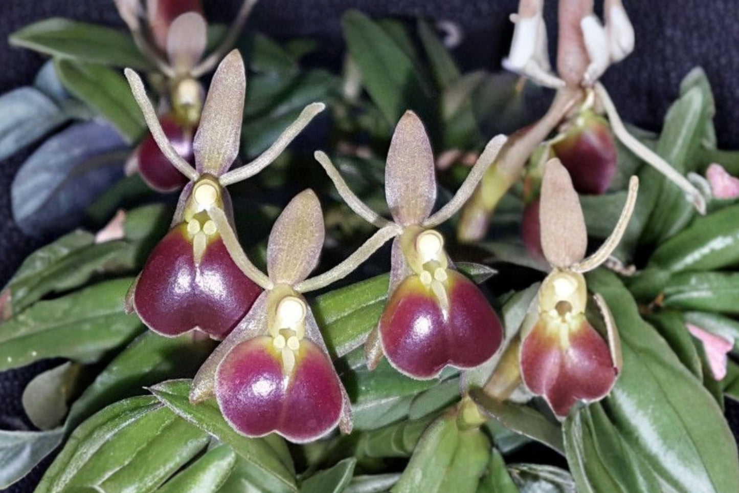 Rare Epidendrum porpax Live Miniature Orchid, Epidendrum porpax, Terrarium Jewel Species Orchid Plant
