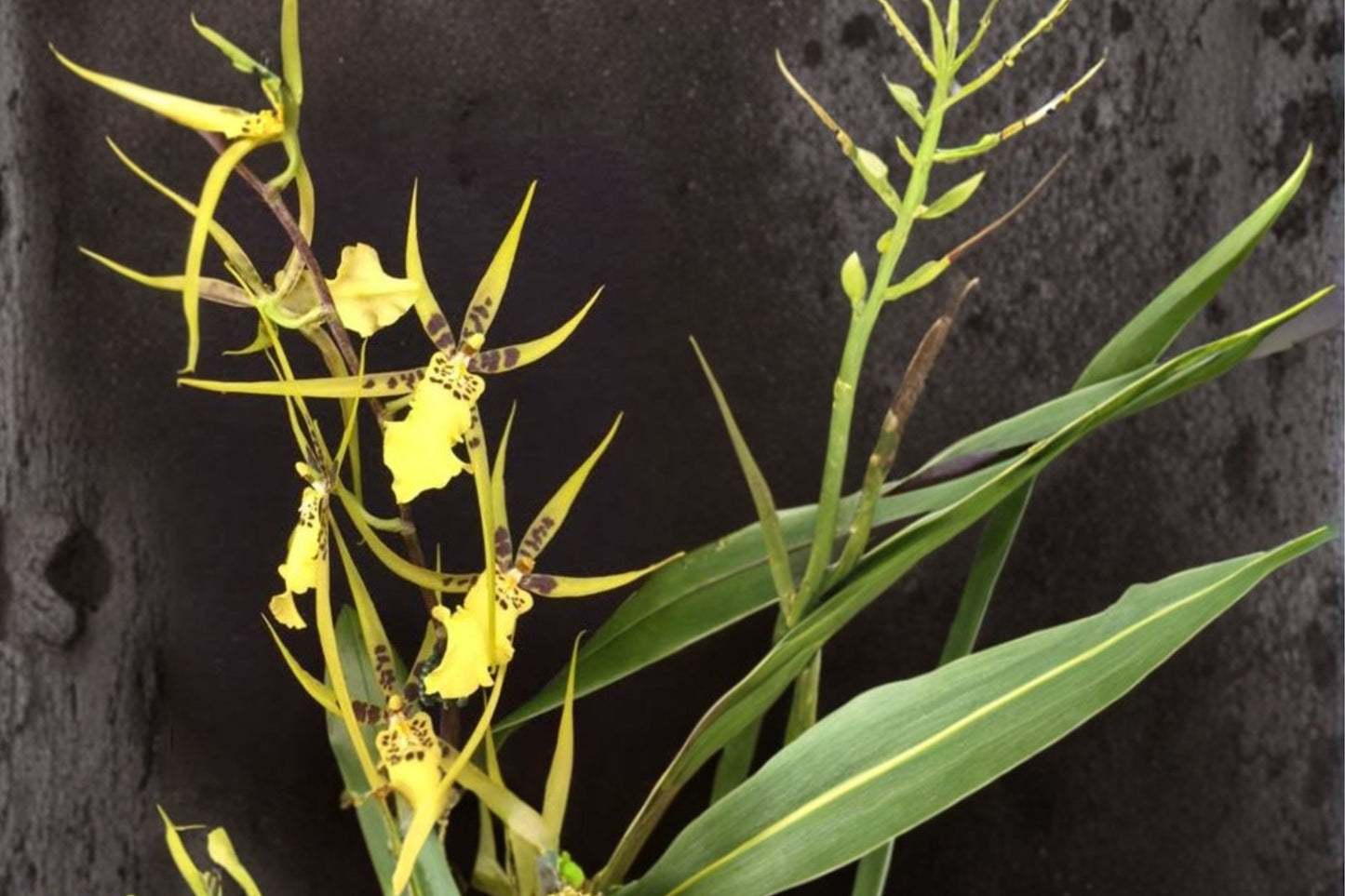 Brassidium Gilded Urchin 'Ontario' Seedling Live Orchid, Brassidium Gilded Urchin 'Ontario', Oncidium Alliance
