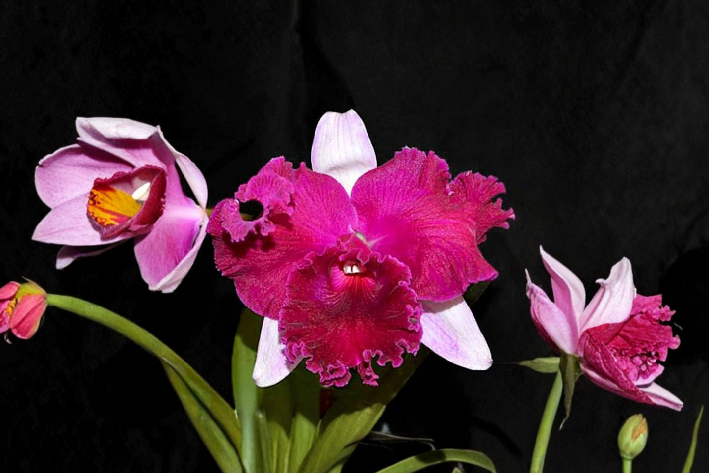Cattleya Empress of Mercury Live Mature Orchid, Cattleya Empress of Mercury, Cattleya Hybrid Orchid Plant