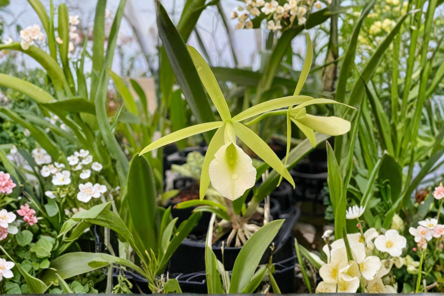 Procatavola Key Lime Stars × C. nodosa Live Mature Orchid, Procatavola Key Lime Stars × Cattleya nodosa, Hybrid Orchid