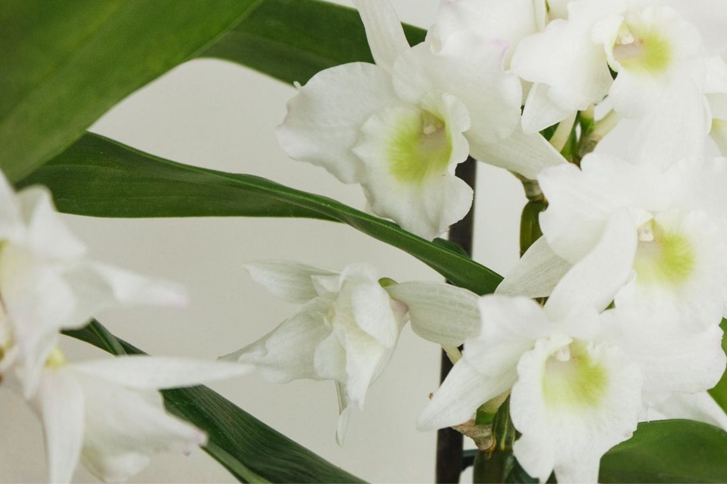 Dendrobium Nobile 'Spring Snow' Live Mature Orchid, Dendrobium, Nobile Orchid Plant