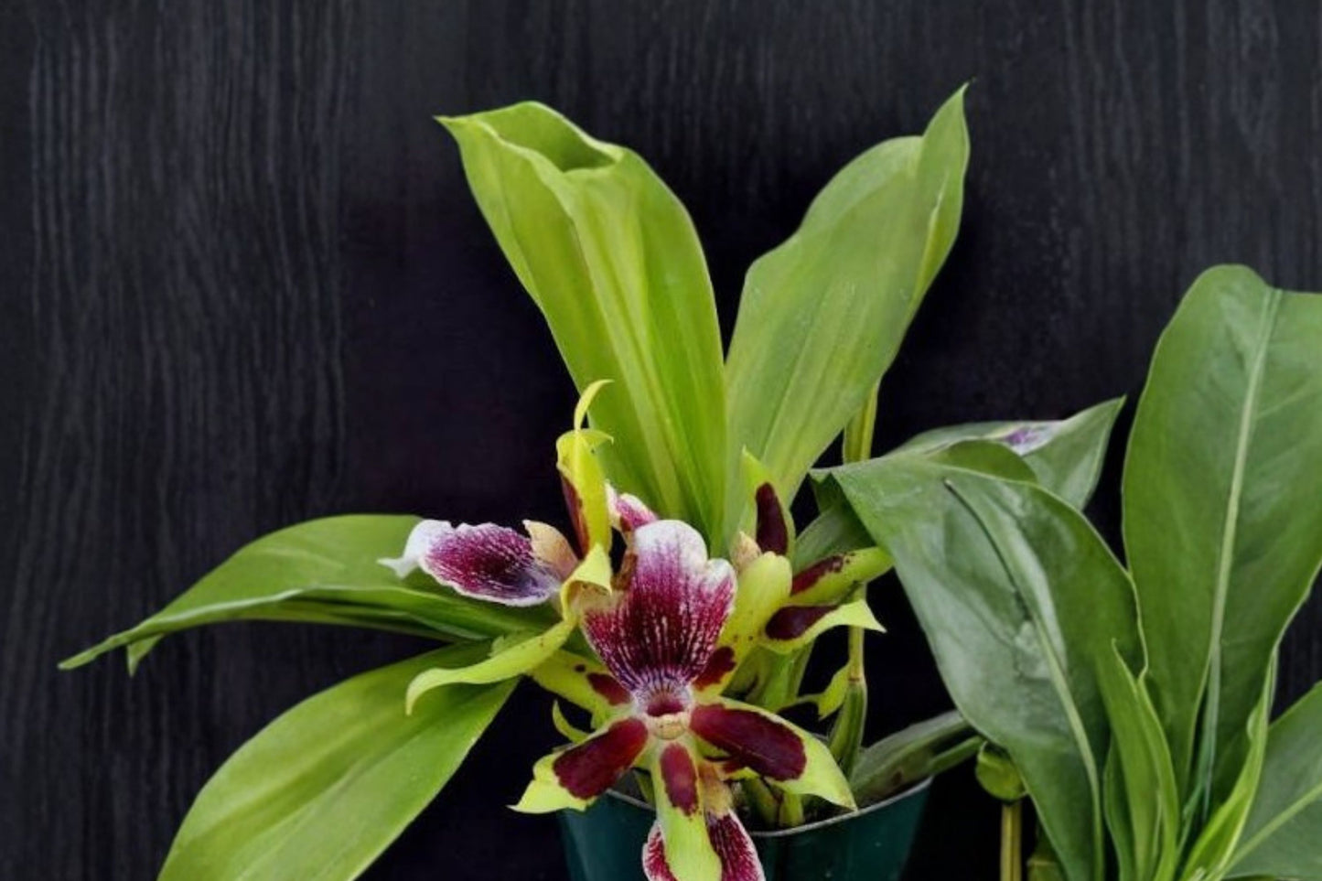 Zygopetalum Galptm. Arlene Armour 'Conching' Seedling Live Orchid, Zygopetalum Galptm. Arlene Armour 'Conching', Hybrid Orchid