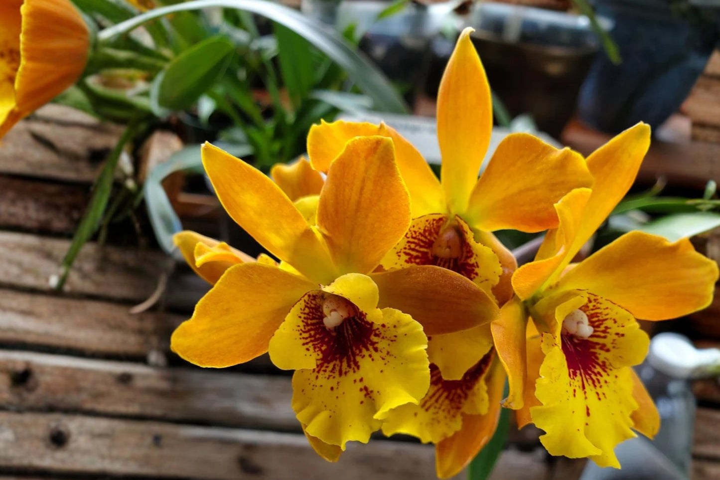 Epicat. Jackie Bright 'Hilo Stars' Live Mature Orchid, Epicat. Jackie Bright 'Hilo Stars', Cattleya Hybrid