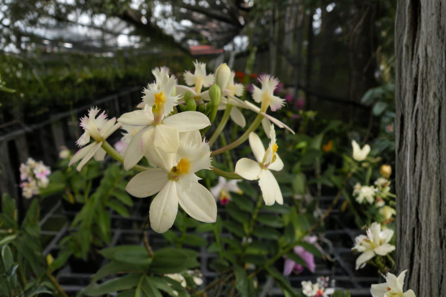 White Epidendrum 'Wedding Valley' Live Mature Orchid, White Epidendrum 'Wedding Valley', Live Orchid Plant