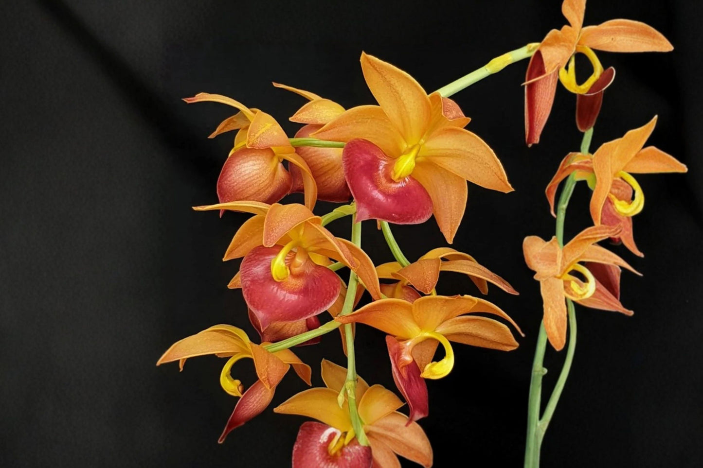 Cynodes Taiwan Gold 'Orange' Bare Root Live Mature Orchid, Cynodes Taiwan Gold 'Orange', Catasetinae Hybrid