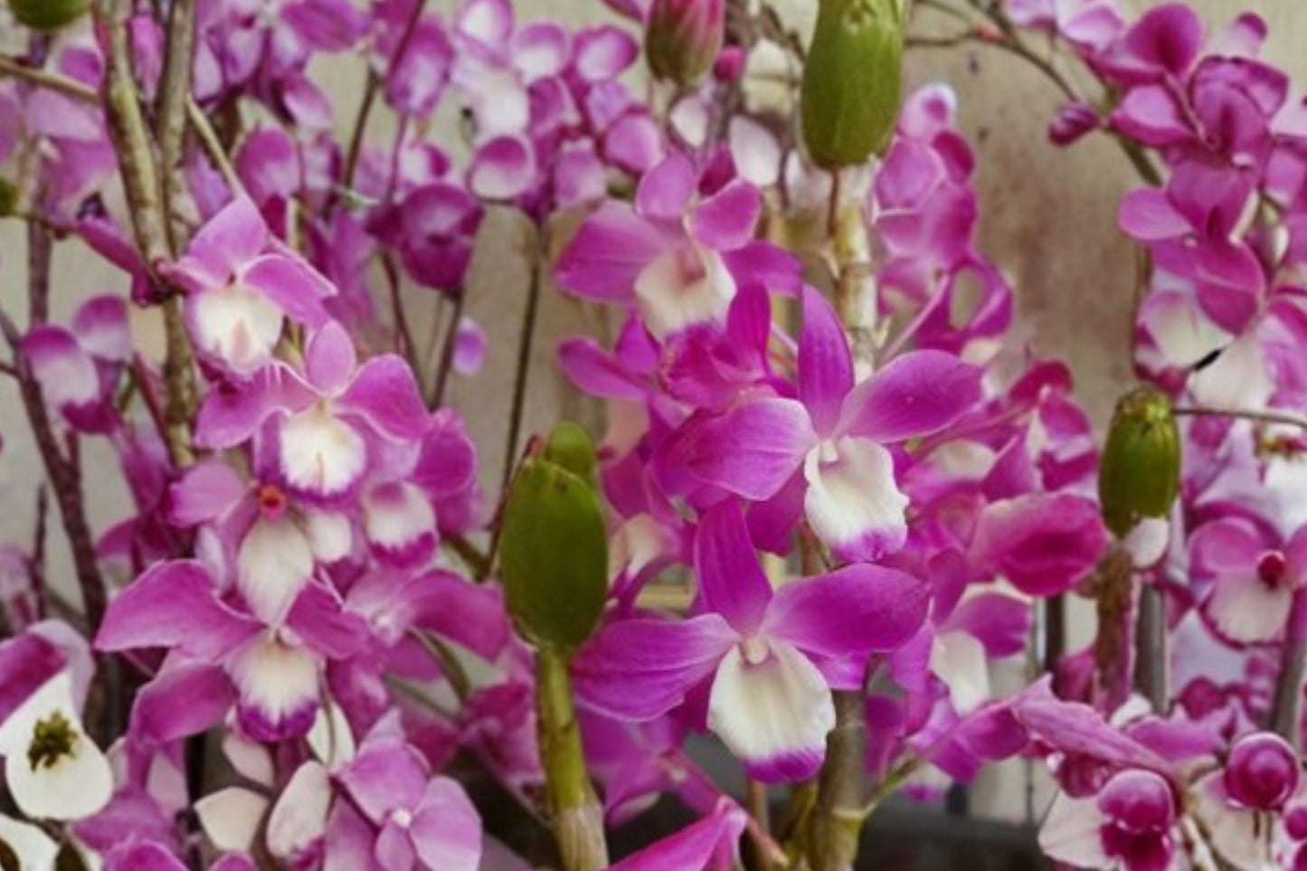 Dendrobium Nobile Dream Ace 'Hamana Lake' Live Mature Orchid, Dendrobium, Nobile Orchid Plant