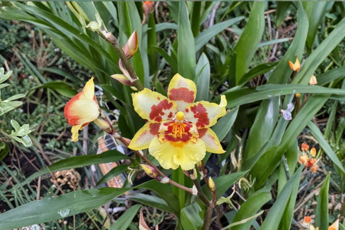 Odontocidium Parquet 'Uptown Girl' Seedling Live Orchid, Odontocidium Parquet 'Uptown Girl', Oncidium Hybrid