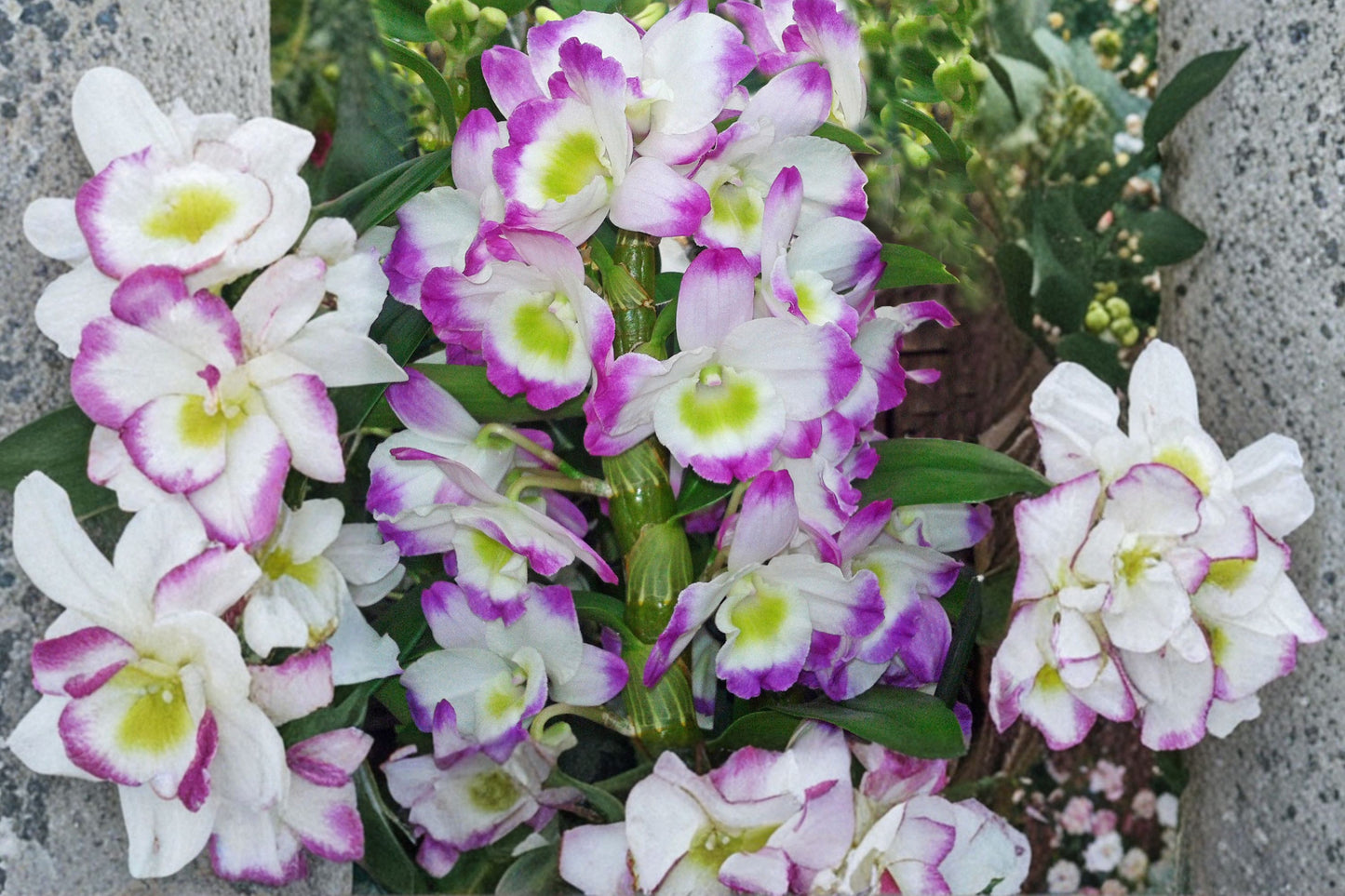 Dendrobium Nobile Victory Bell Live Mature Orchid, Dendrobium, Nobile Orchid Plant