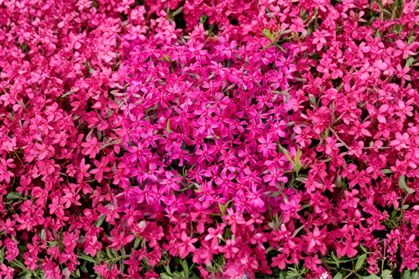 FREE SHIPPING 3 Pack Crimson Beauty Phlox Starter Plants | Live Creeping Phlox | Ground Cover | Pollinator Friendly