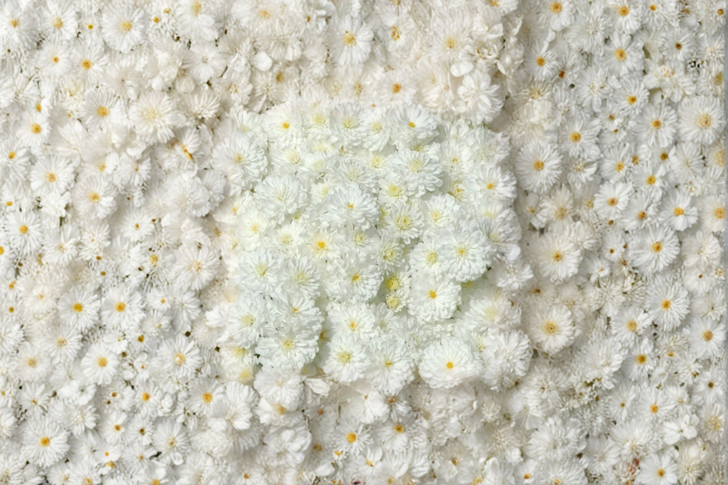 FREE SHIPPING White Frosty Igloo Garden Mum Live Plant | Hardy Chrysanthemum | Fall Flowering Perennial