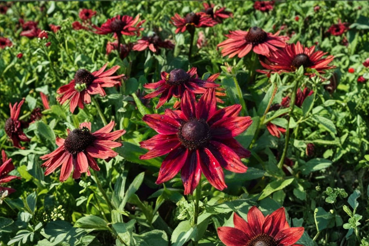 FREE SHIPPING Cherry Brandy Black Eyed Susan Starter Plant | Rudbeckia hirta | Bi-Tone Flowers | Live Perennial Plant