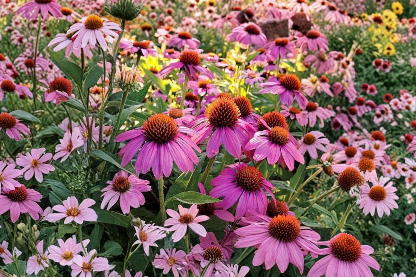 FREE SHIPPING Echinacea Hot Pink Wildberry Coneflower Starter Plant | Live Purple Coneflower | Pollinator Perennial