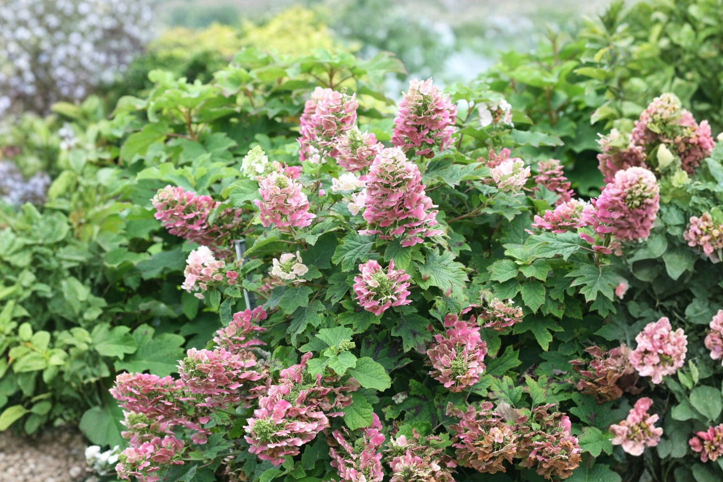 FREE SHIPPING Ruby Slippers Oakleaf Hydrangea Starter Plant | Hydrangea quercifolia | White Blooms & Red Fall Foliage