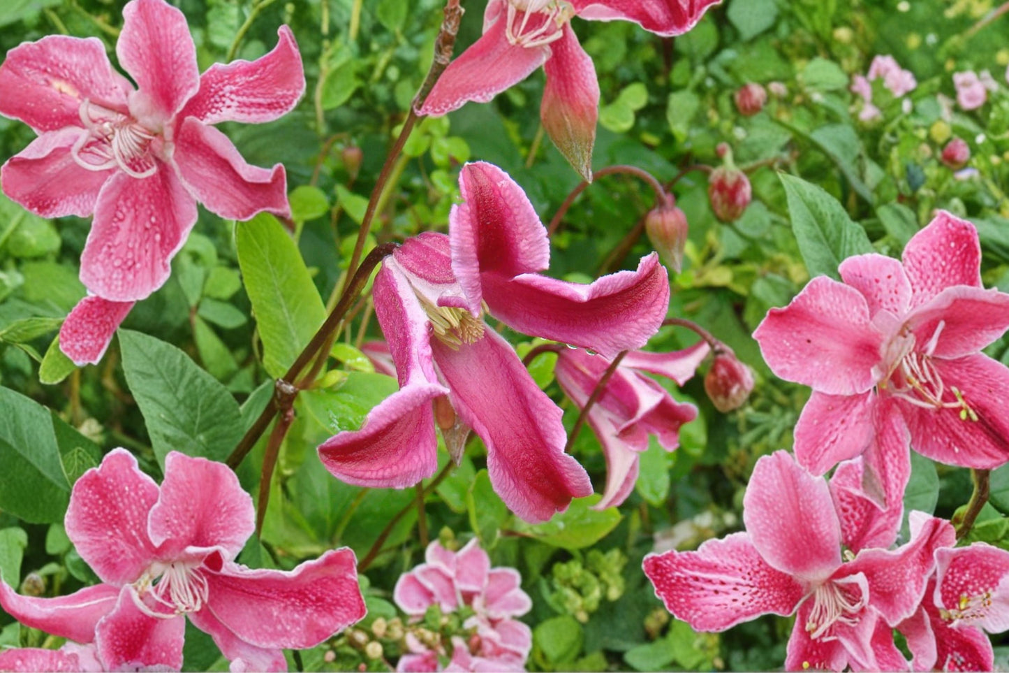 FREE SHIPPING Etoile Rose Clematis Starter Plant | Live Flowering Vine | Clematis 'Etoile Rose' | Climbing Perennial