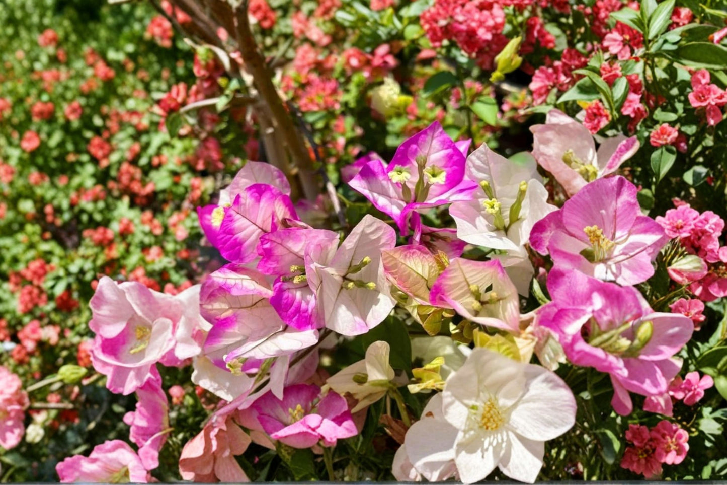FREE SHIPPING Thai Delight Bougainvillea Starter Plant | Color Changing Live Flowering Vine | Tropical Climbing Plant