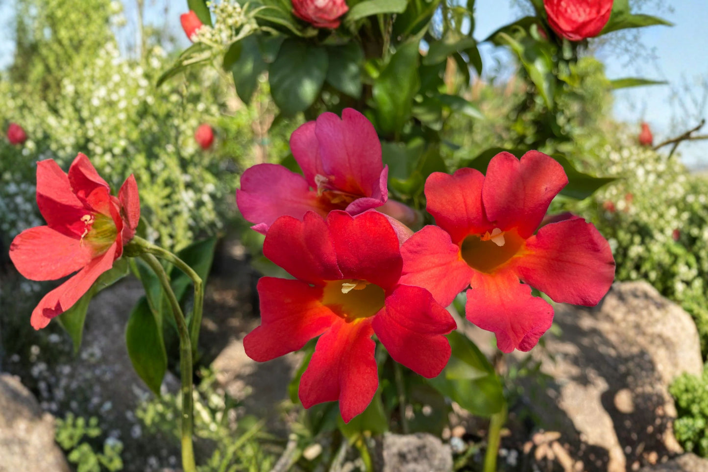 FREE SHIPPING Red Trumpet Vine Starter Plant | Red Flowering Climbing Vine | Live Tropical Vine | Hummingbird Plant