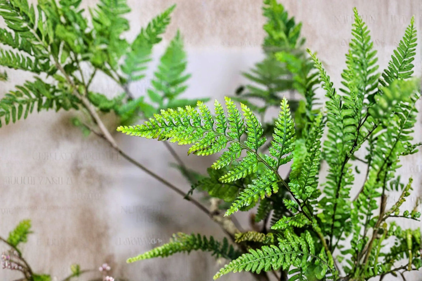 FREE SHIPPING Rabbit's Foot Fern Starter Plant | Live Houseplant | Low Light Indoor Plant | Davallia fejeensis