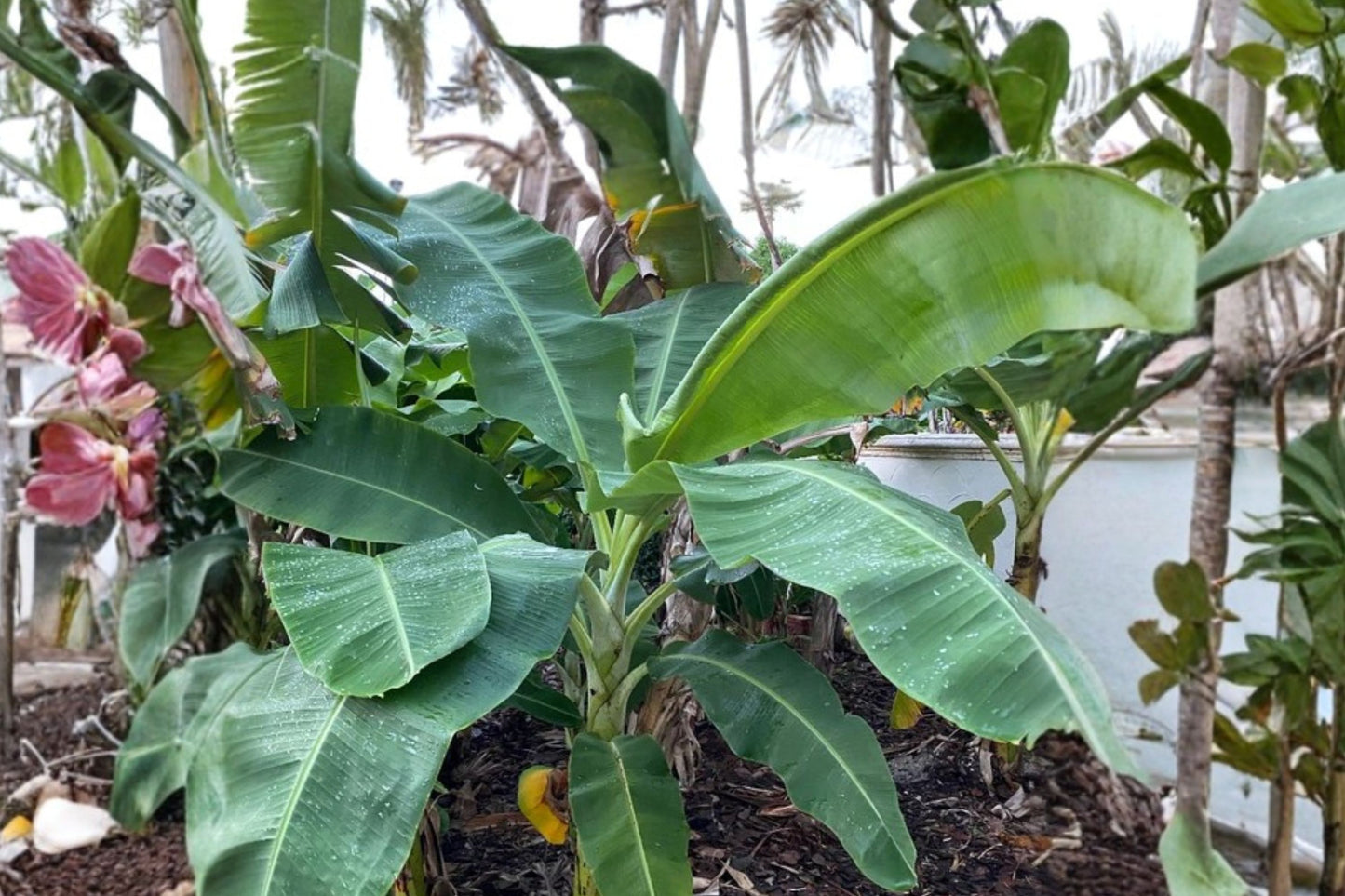 FREE SHIPPING Cold Hardy Banana Tree Musa Starter Plant | Live Banana Plant | Tropical Fruit Tree | Fast Growing Ornamental