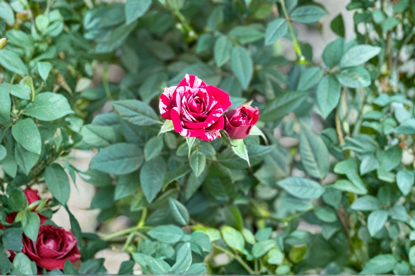 FREE SHIPPING Miniature Rose 'Gigi' Swirled Beauty Starter Plant | Live Mini Rose Bush | Pink & White Rose Plant