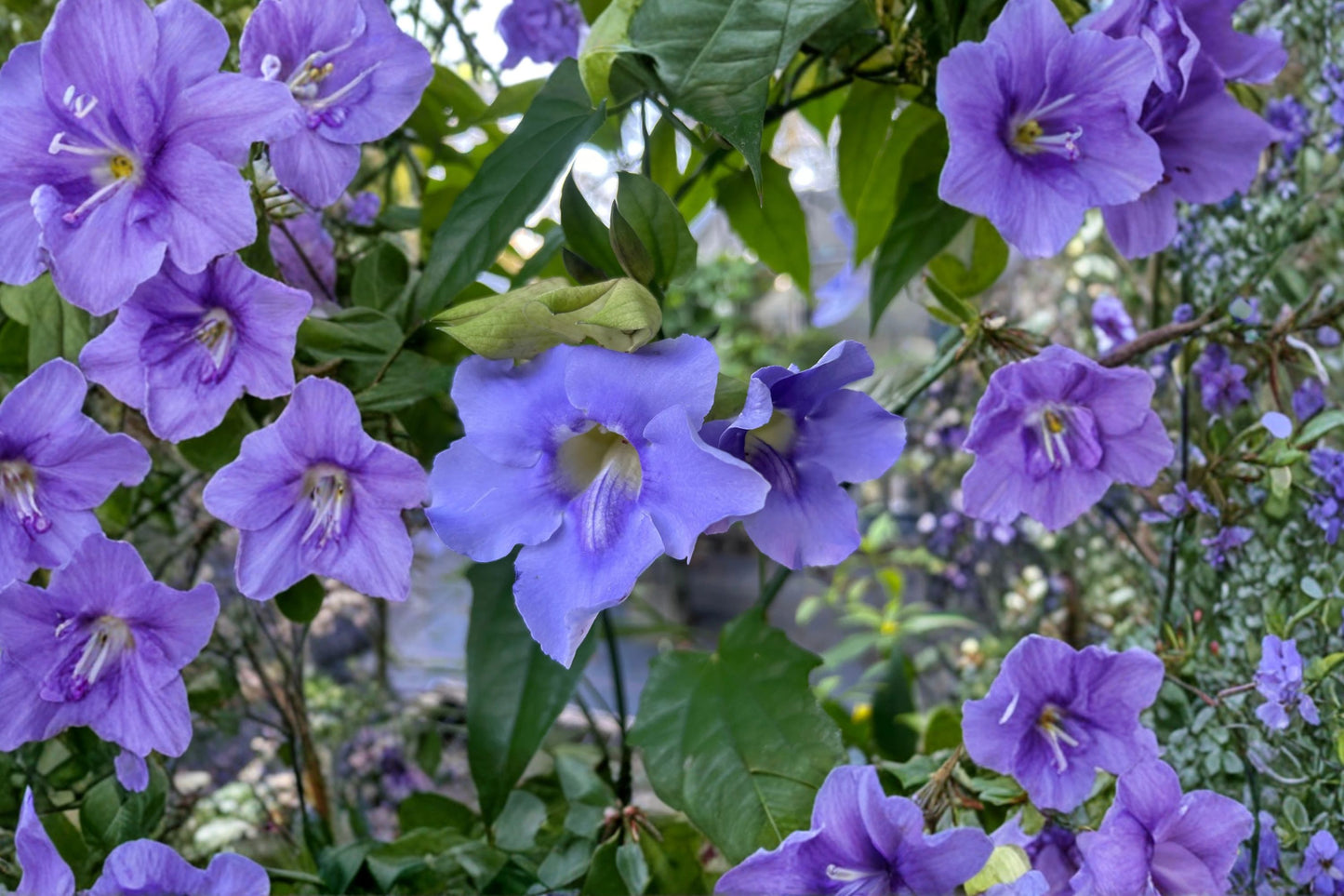 FREE SHIPPING Blue Glory Black Eyed Susan Vine Starter Plant | Thunbergia grandiflora | Live Blue Flowering Climbing Vine