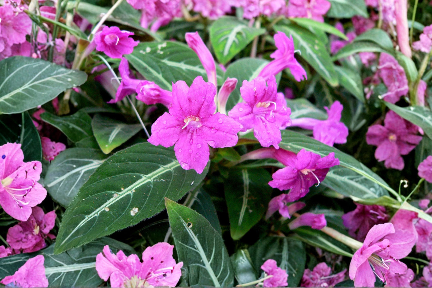 SUPER SALE FREE SHIPPING Black Monkey Plant Ruellia makoyana Starter Plant | Velvet Vine | Mexican Petunia Houseplant
