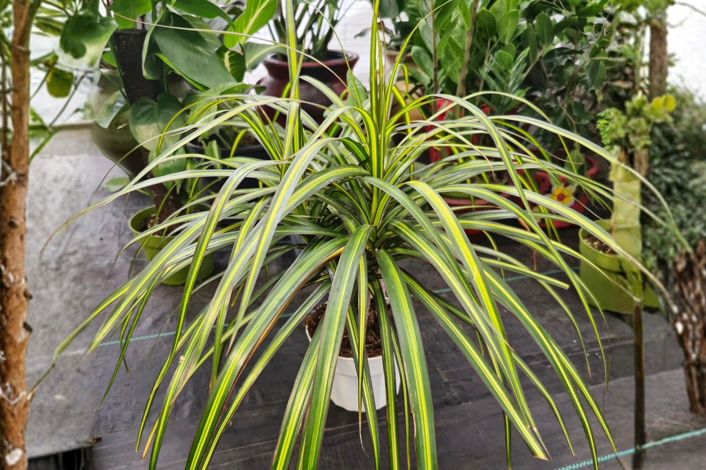 FREE SHIPPING Dracaena Magenta Madagascar Dragon Tree Starter Plant | Live Houseplant | Indoor Air Purifying Plant
