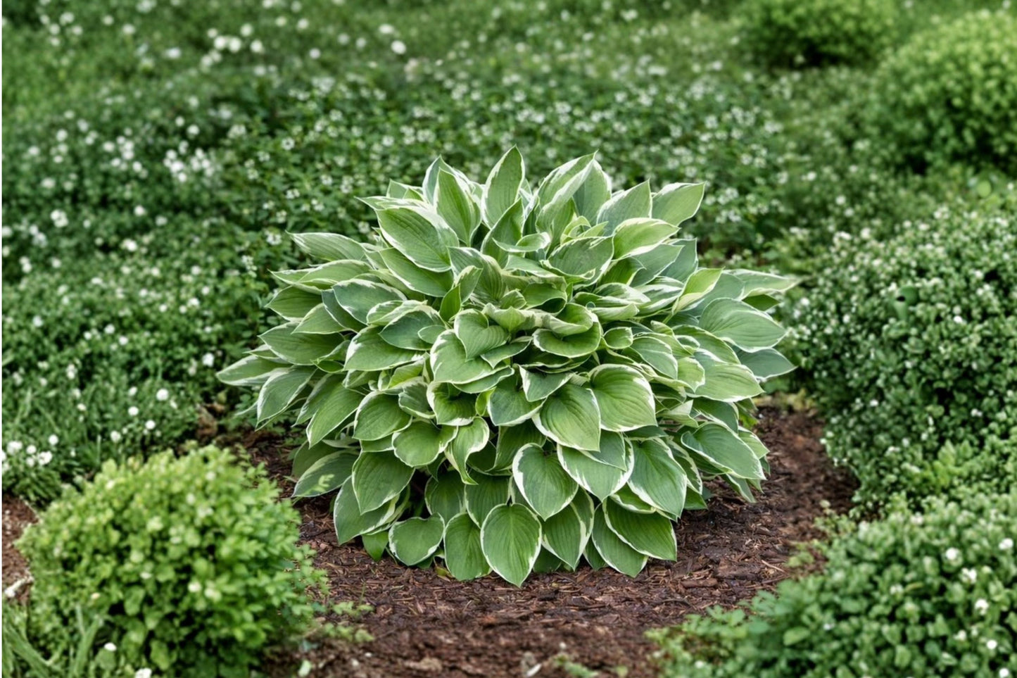 FREE SHIPPING 3 Pack Mixed Hosta Starter Plants | Live Shade Perennials | Assorted Hosta Collection | Easy Care Garden Plants