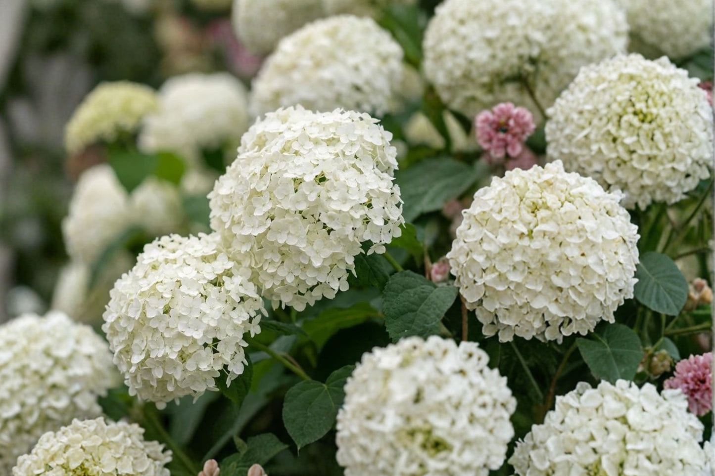 FREE SHIPPING Annabelle White Hydrangea Starter Plant | Live Hydrangea Shrub | White Blooming Perennial | Shade Garden