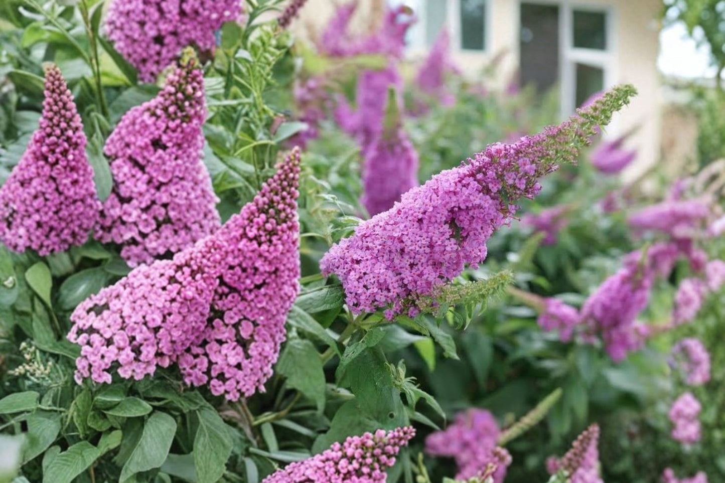 FREE SHIPPING Rosie Posie Pink Butterfly Bush Starter Plant | Live Buddleja | Pink Flowering Shrub | Pollinator Garden