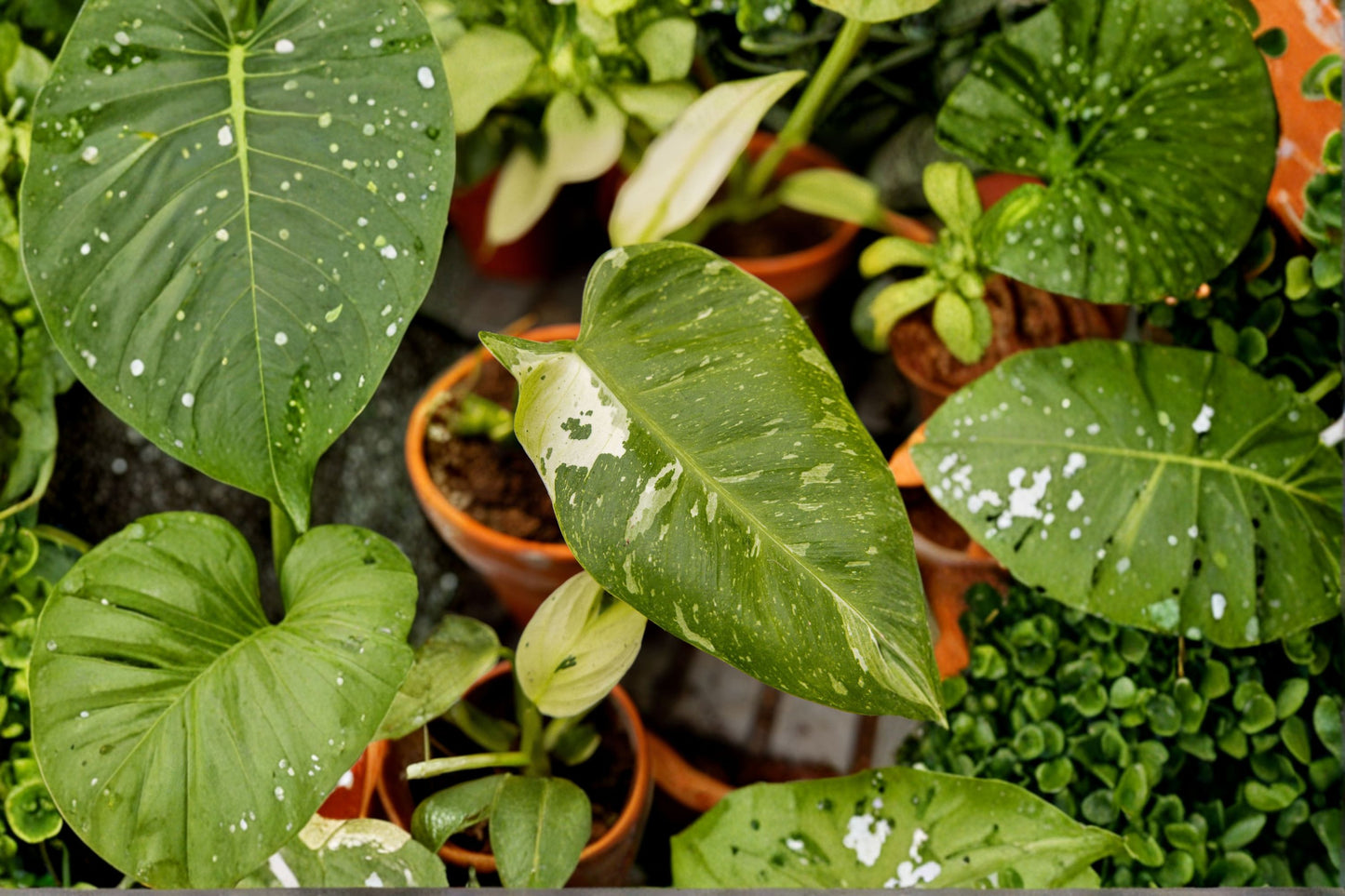 FREE SHIPPING Jose Buono Philodendron Starter Plant | Live Variegated Philodendron | Rare Tropical Houseplant | Indoor Plant
